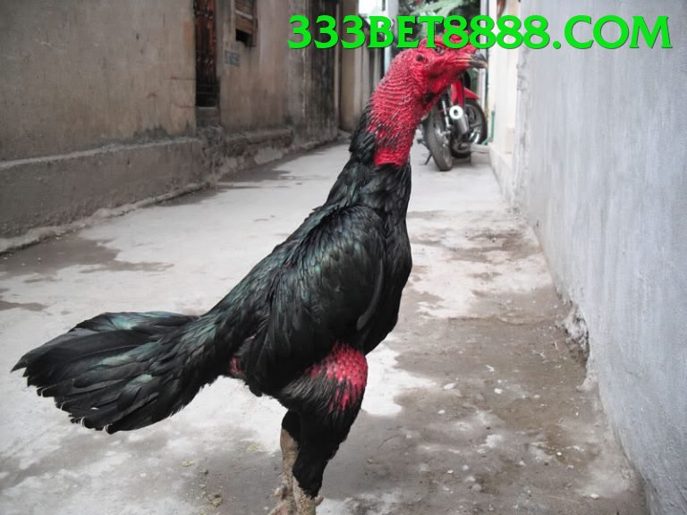 Đá Gà Trực Tiếp - 333bet